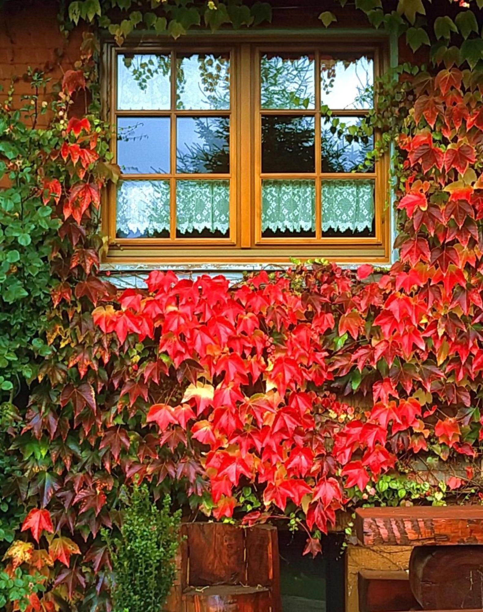 Haus Am Tannenhain Titisee-Neustadt Buitenkant foto